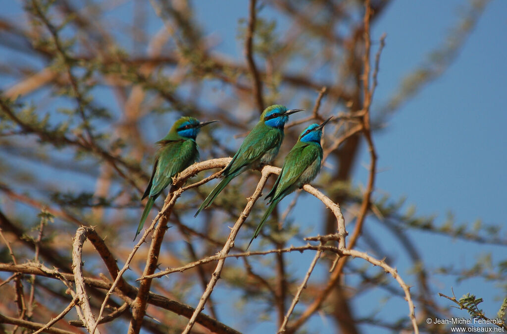 Arabian Green Bee-eater, habitat, pigmentation