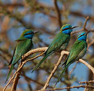 Arabian Green Bee-eater