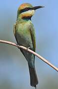 Rainbow Bee-eater