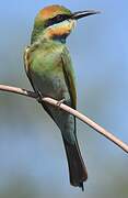 Rainbow Bee-eater