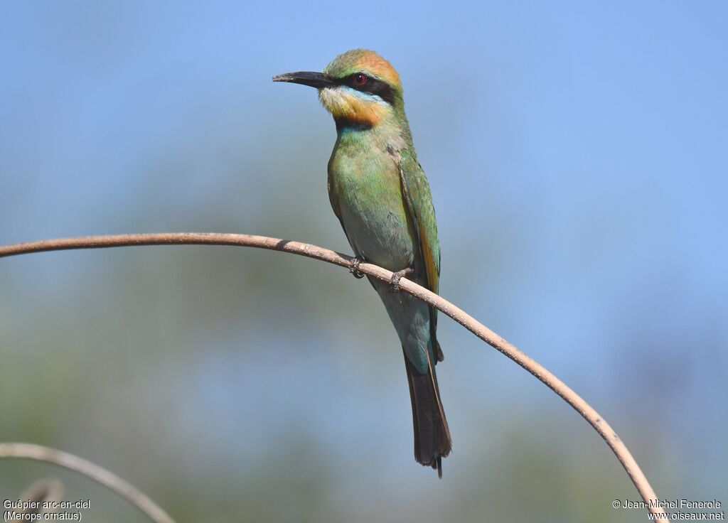 Rainbow Bee-eater