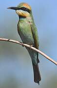 Rainbow Bee-eater