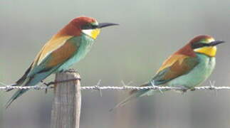 European Bee-eater