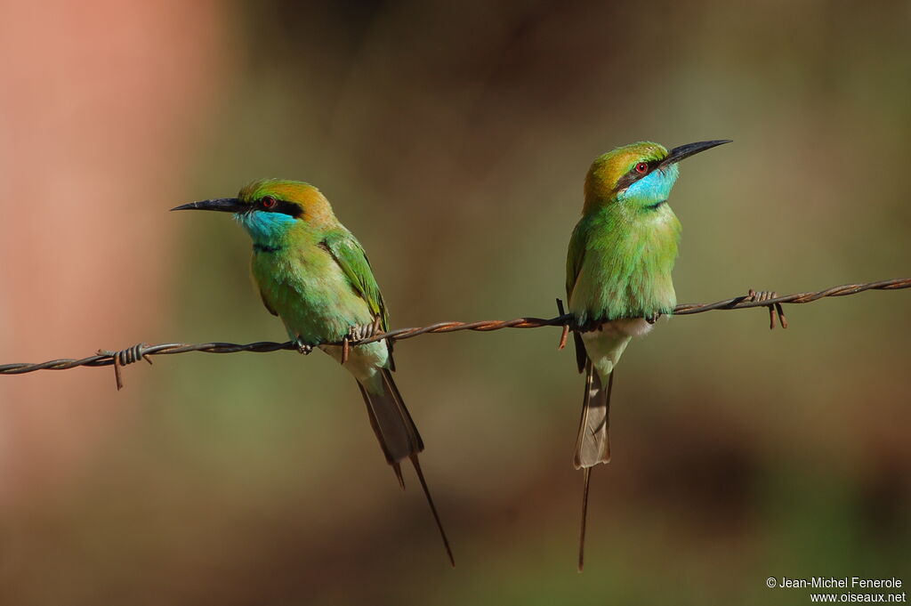 Green Bee-eater