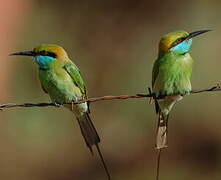 Green Bee-eater