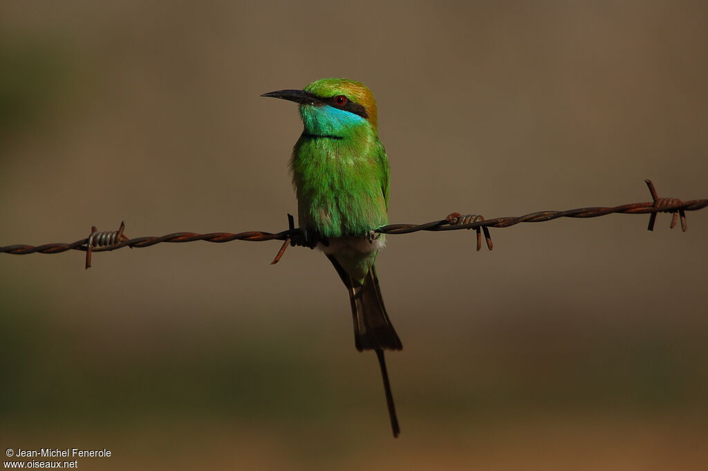 Asian Green Bee-eater