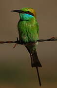 Asian Green Bee-eater