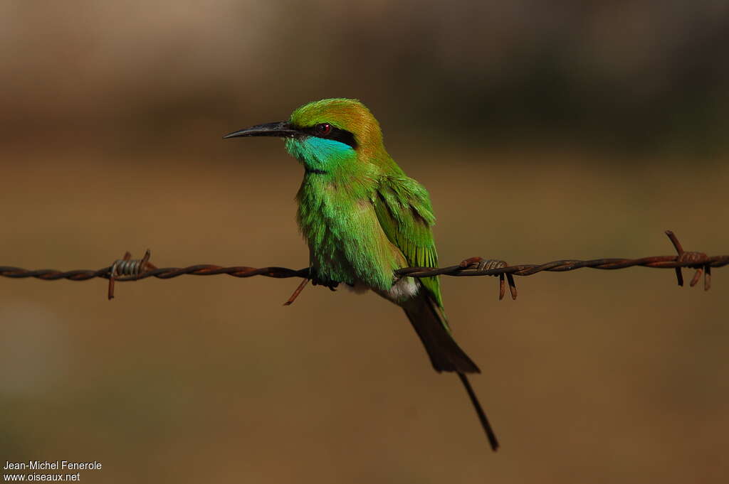 Asian Green Bee-eater