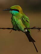 Asian Green Bee-eater