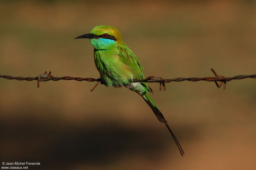 Green Bee-eater