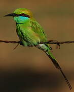 Green Bee-eater