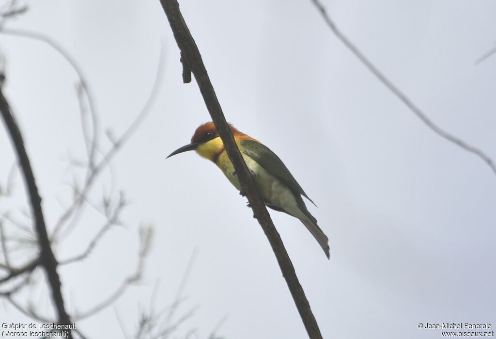 Chestnut-headed Bee-eater