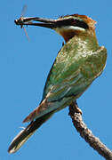 Olive Bee-eater