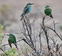 Blue-cheeked Bee-eater