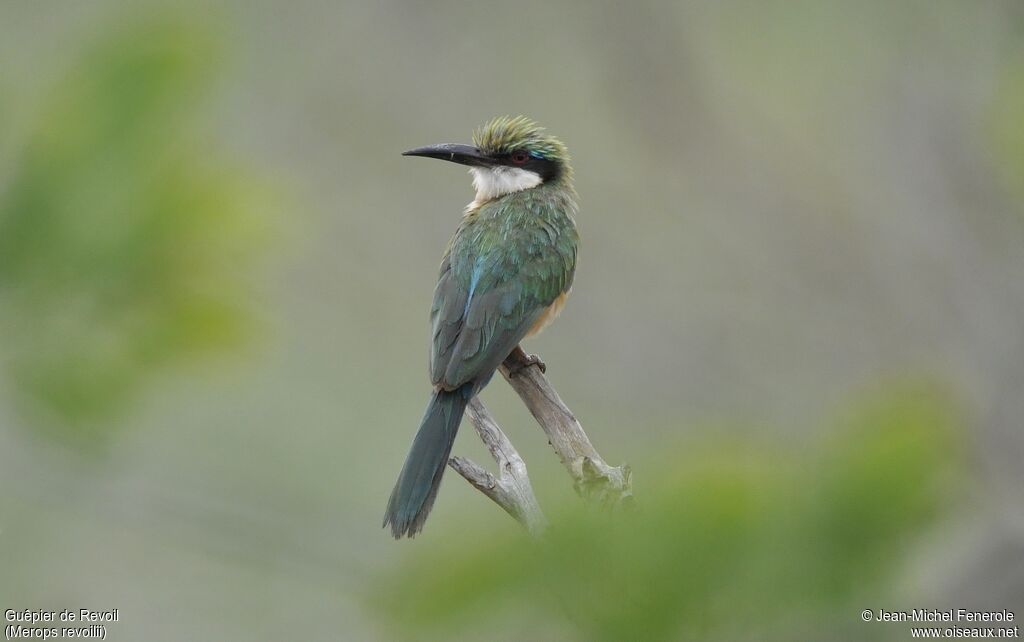 Somali Bee-eater