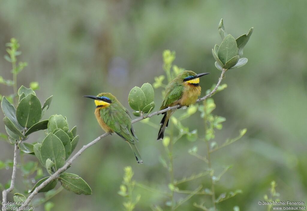 Little Bee-eater