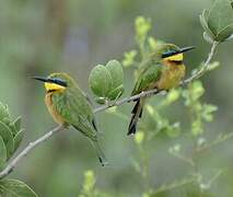 Little Bee-eater