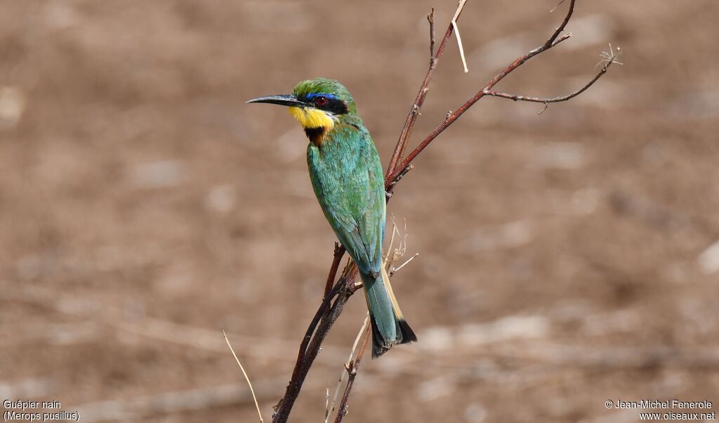 Little Bee-eater