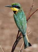 Little Bee-eater