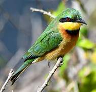 Little Bee-eater