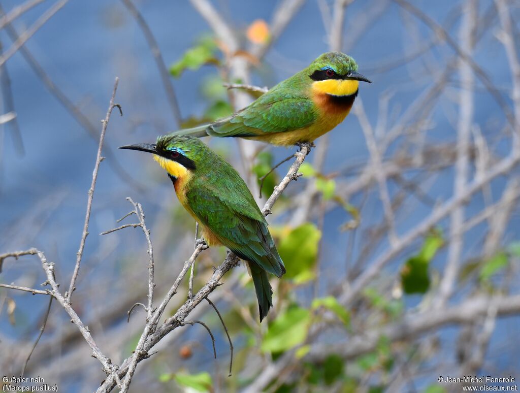 Little Bee-eater