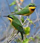 Little Bee-eater