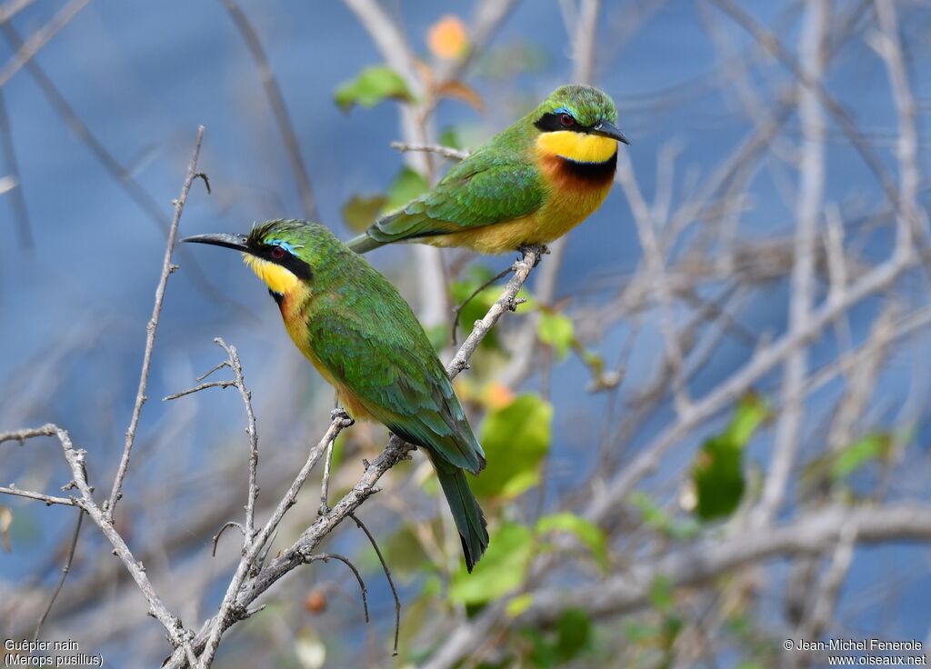 Little Bee-eater