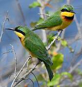 Little Bee-eater