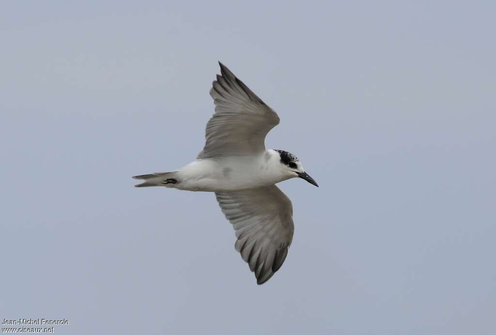 Whiskered TernFirst year, Flight