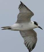 Whiskered Tern