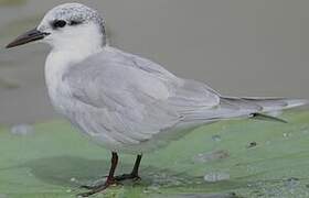 Whiskered Tern