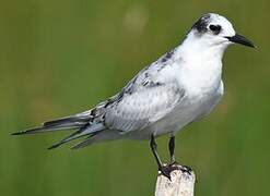 Whiskered Tern