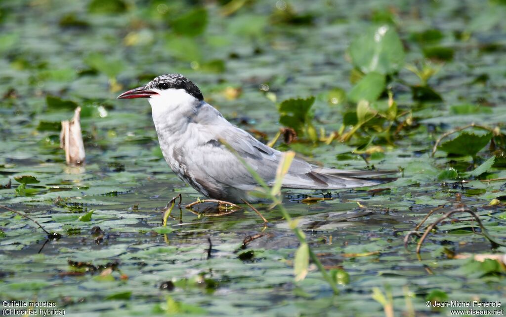 Whiskered Tern