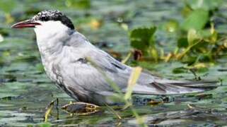 Whiskered Tern