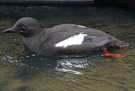 Guillemot à miroir