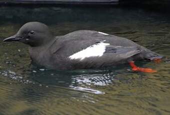 Guillemot à miroir