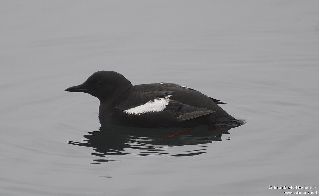 Guillemot à miroir