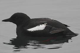 Guillemot à miroir