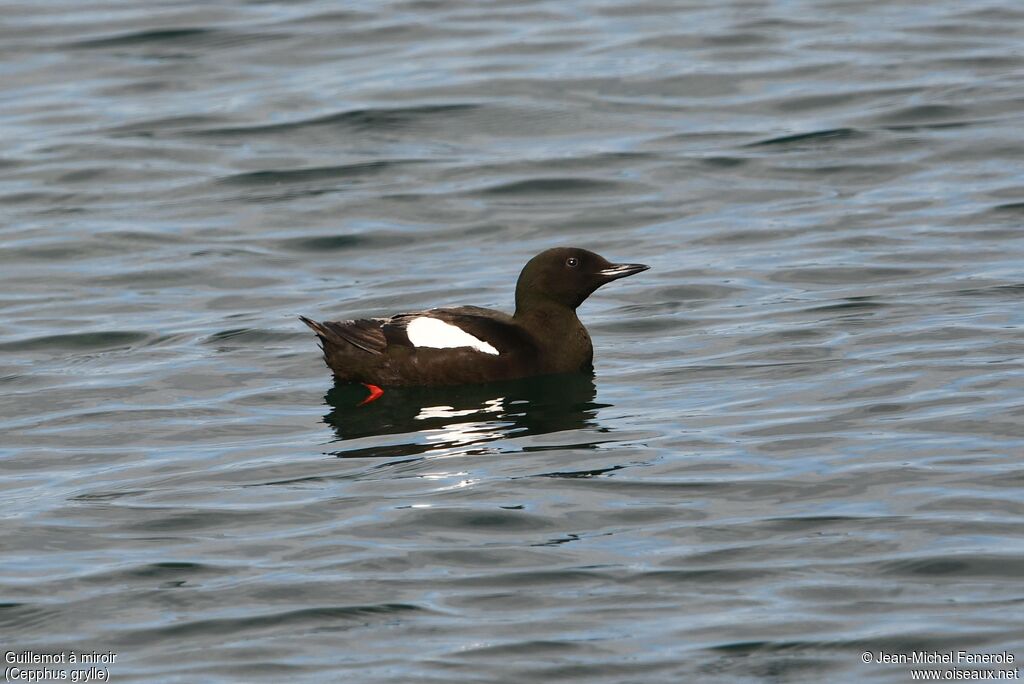 Guillemot à miroir