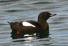 Guillemot à miroir