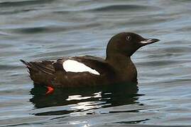 Guillemot à miroir