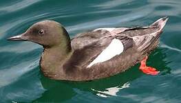 Guillemot à miroir