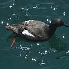 Guillemot colombin