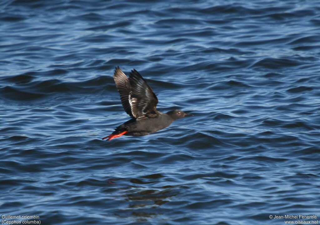 Guillemot colombin