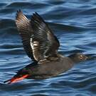 Guillemot colombin