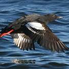 Guillemot colombin