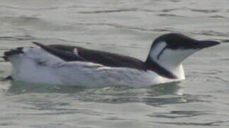 Common Murre