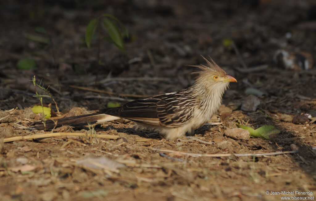 Guira Cuckoo