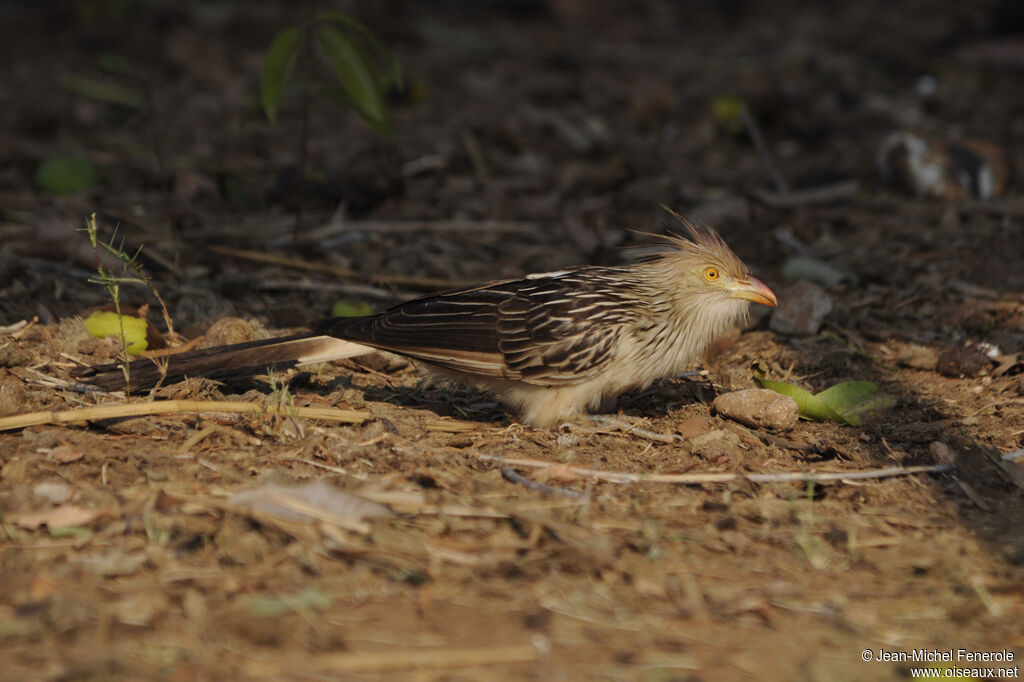 Guira cantara