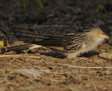 Guira Cuckoo